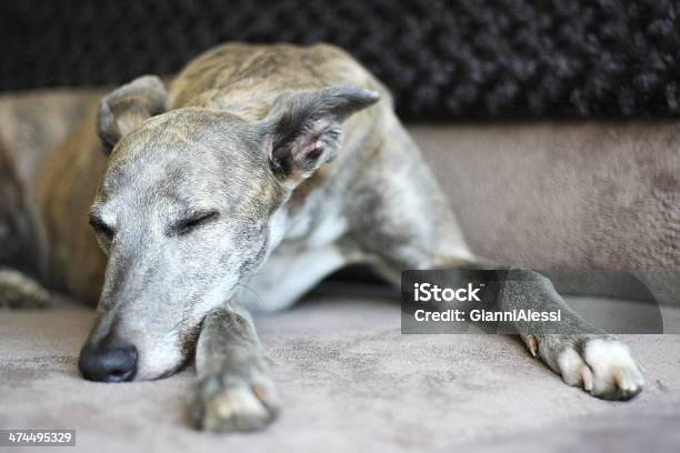 Foto de Cachorro e mais fotos de stock de Galgo - Galgo, Cão, Cadeira