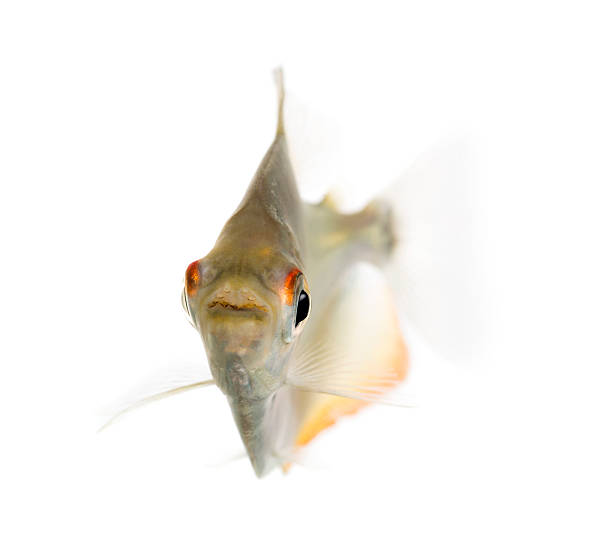 istock Mylossoma aureum swimming, isolated on white 474496179