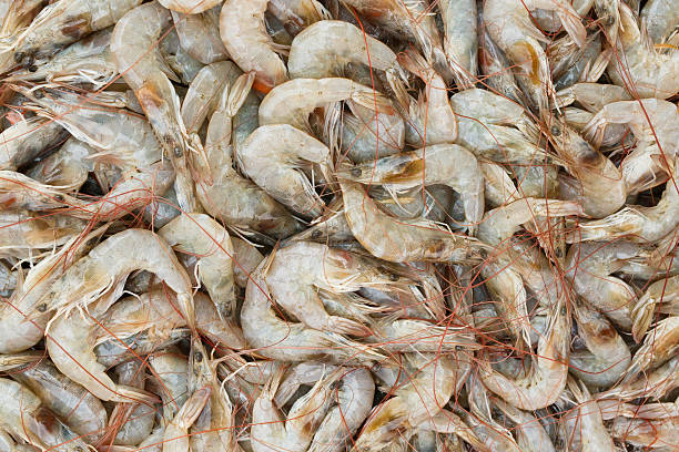 Fresh shrimp Fresh shrimp at the market for sell food state preparation shrimp prepared shrimp stock pictures, royalty-free photos & images