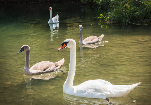 Two swans swimming with their two sons.