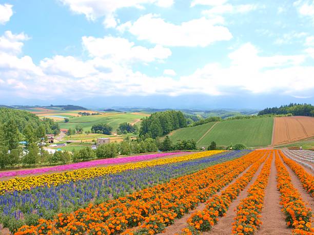 istock Beautiful flower field on the hill 474498406