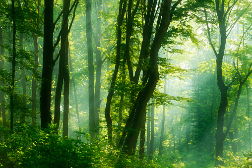 Sunbeams in Dense Natural Forest of Deciduous Trees at Dawn