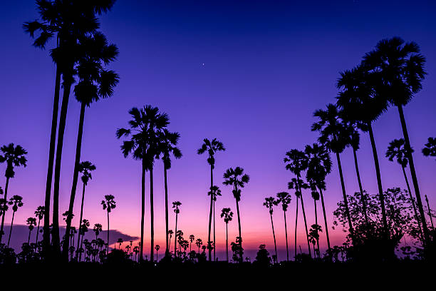 istock Silhouetted of coconut tree at twilight time 474501234