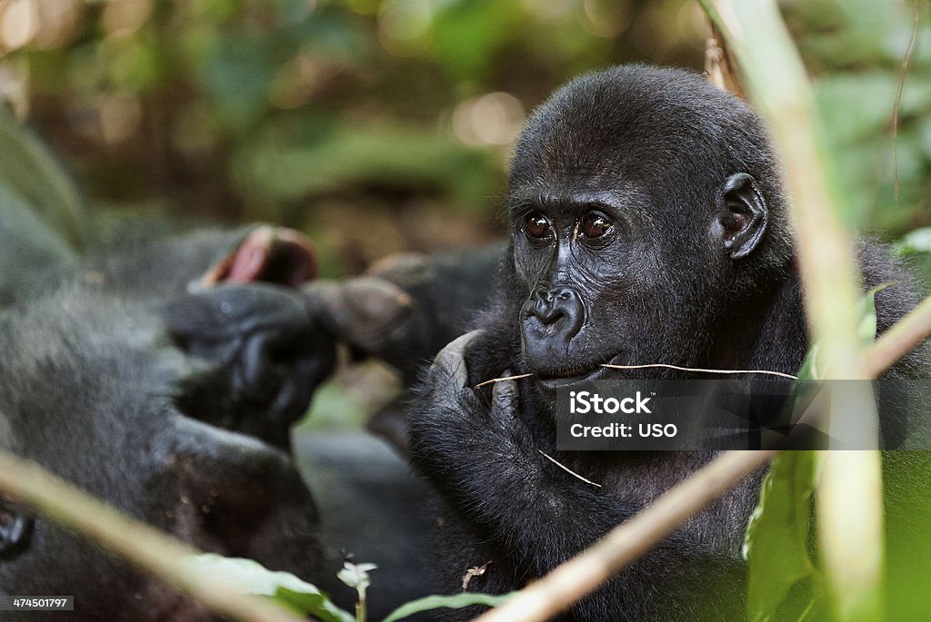 The western lowland gorilla Portrait of a western lowland gorilla (Gorilla gorilla gorilla) close up at a short distance.  Republic of Congo. Africa Adult Stock Photo