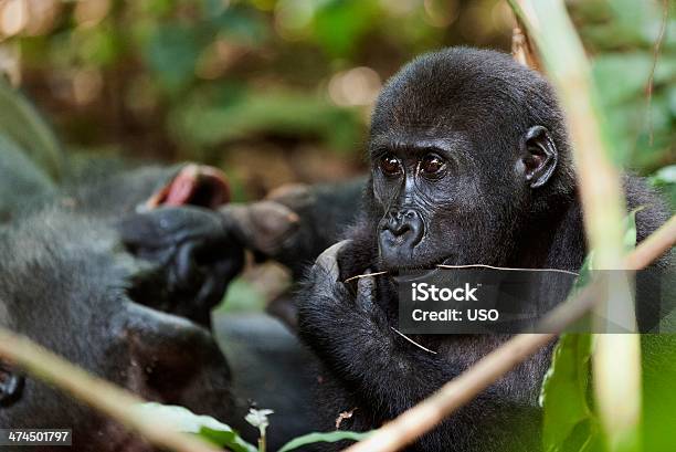 The Western Lowland Gorilla Stock Photo - Download Image Now - Adult, Africa, Animal