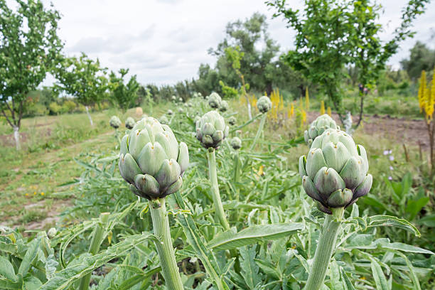 istock Artichokes, Cynara cardunculus 474502192