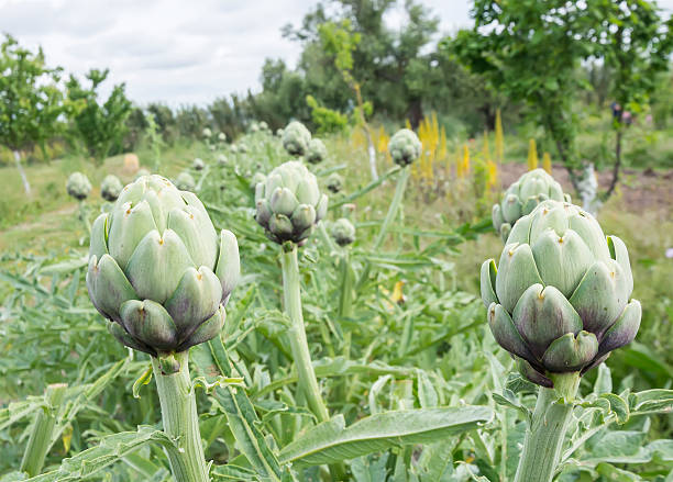 istock Artichokes, Cynara cardunculus 474502196