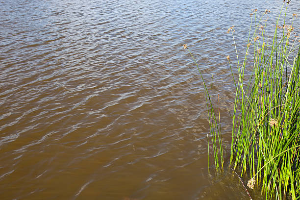 istock High angle view of plants growing in lake 474503777
