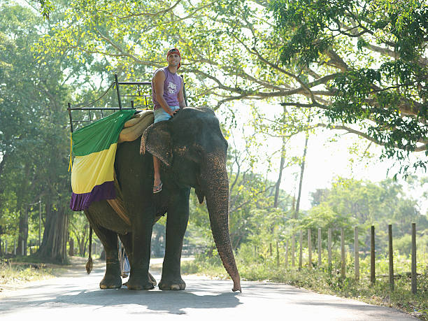 istock Low Angle View Of Man Riding On Elephant 474503787