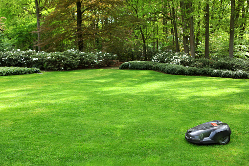 This is an image of an automatic lawn mower (or robot) mowing the grass in a beautiful big garden surrounded by tall trees and blooming rhododendron bushes.