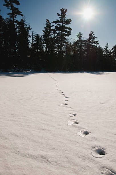 istock Footprints in the snow along a frozen lake 474504535