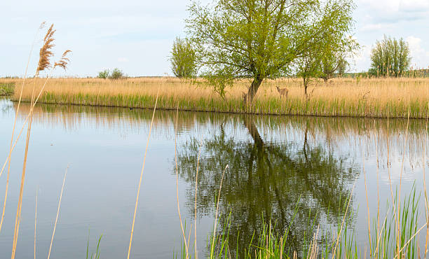 istock The shore of a river with reed in spring 474504574