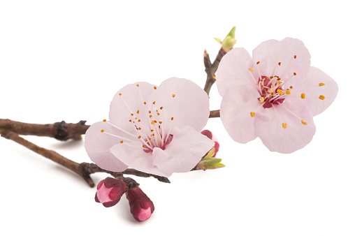 Apricot flowers isolated on white background