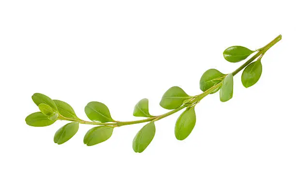 Photo of boxwood branch