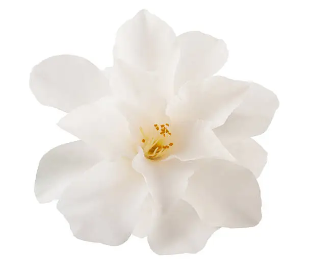 camellia flower  isolated on white
