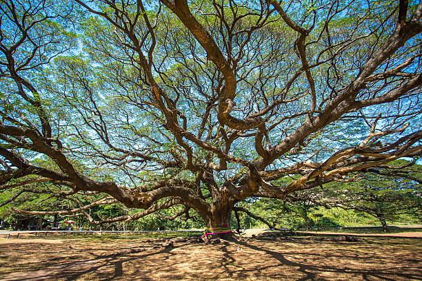 istock Giant tree in Kanchanaburi province, Thailand. 474505232
