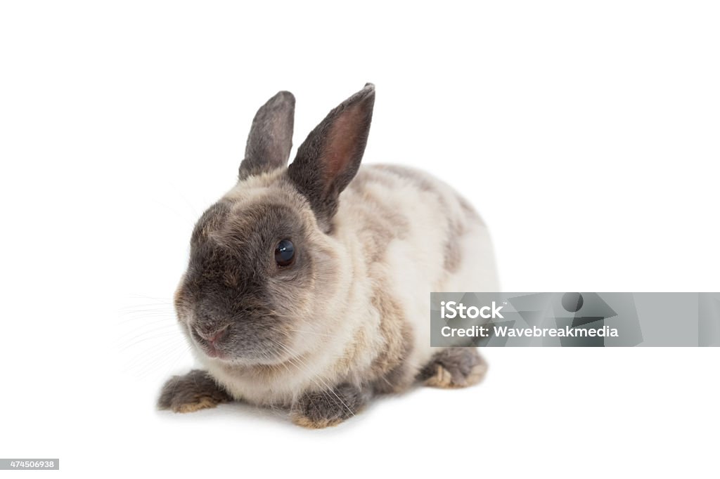 White Background I'll Rabbit Adorable Rabbit On White Background Stock Photo - Download Image Now ...