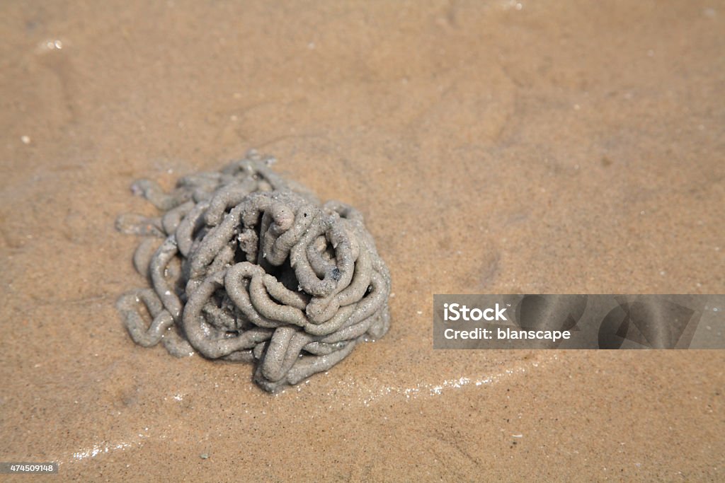 lug worm cast on the sand lug worm cast on the wet sand 2015 Stock Photo