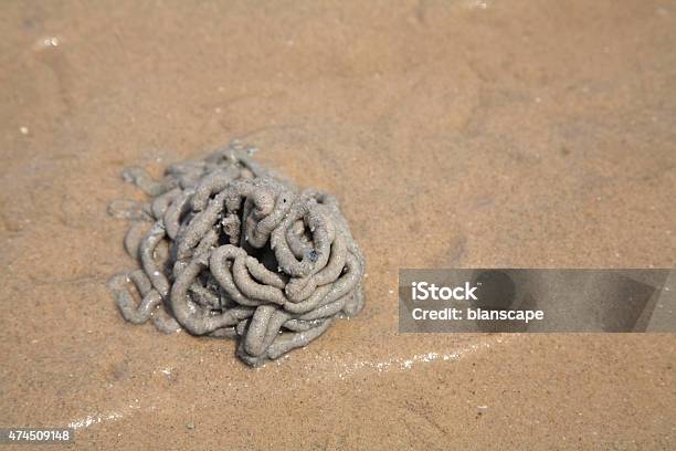 Lug Worm Cast On The Sand Stock Photo - Download Image Now - 2015, Andaman Sea, Animal