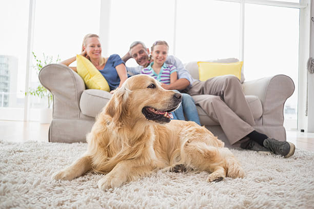 Golden Retriever with family at home Golden Retriever on rug with family in background at home family at home stock pictures, royalty-free photos & images