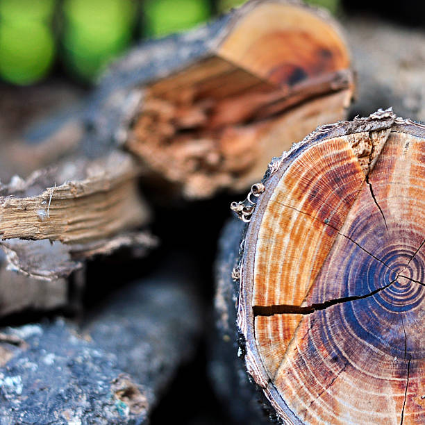木製の - wood tree textured wood grain ストックフォトと画像
