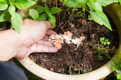 Hand releasing crushed egg shell onto soil as natural fertilizer