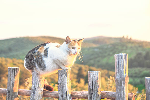 istock Cat resting on the fence 474510294