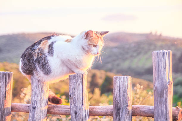 istock Cat resting on the fence 474510298