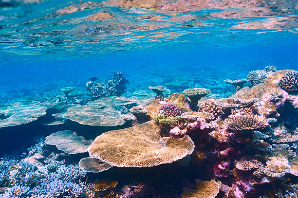 istock Coral reef at Maldives 474510410