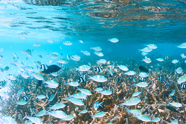 istock Coral reef at Maldives 474510606