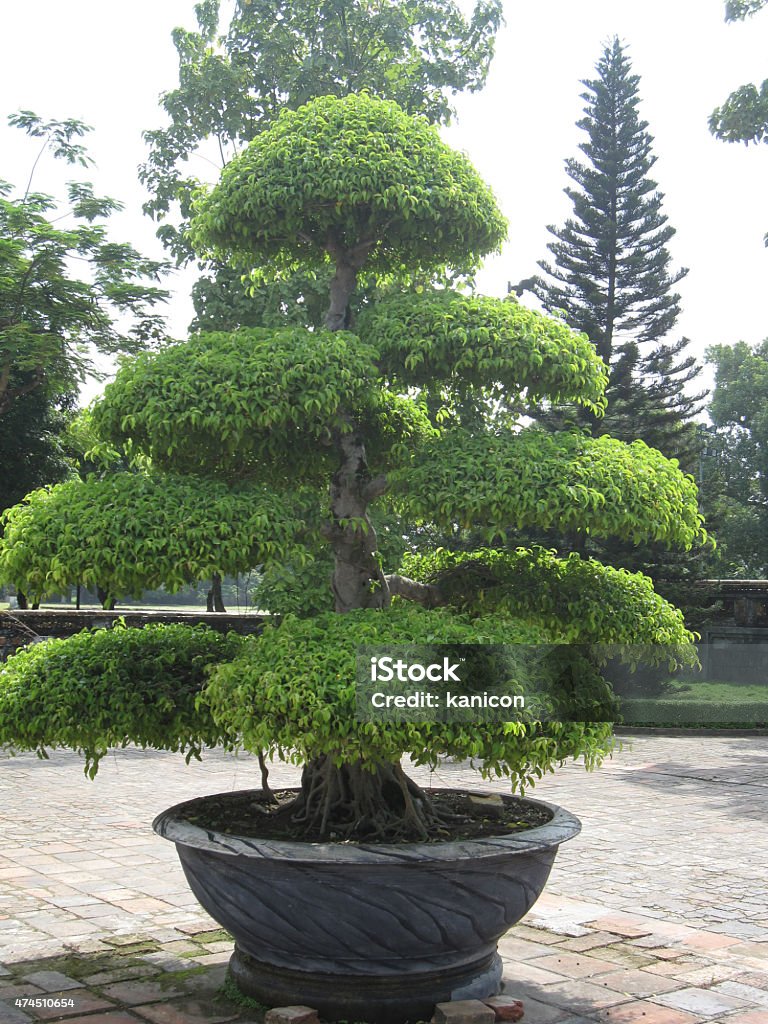 Vietnamita topiaria tree in pot - Foto de stock de 2015 libre de derechos