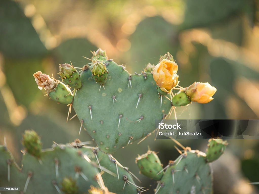 Yellow Cactus Blooming Closeup of a blooming desert wildflower 2015 Stock Photo