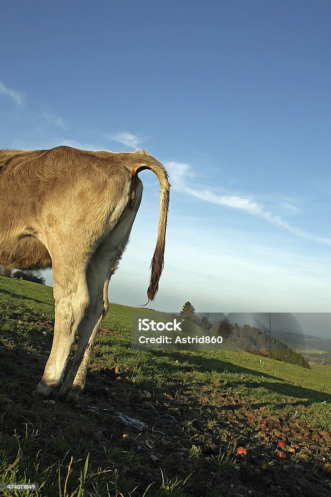 Die Rindsleder - Lizenzfrei Allgäu Stock-Foto