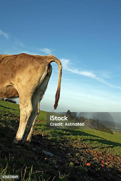 Die Rindsleder Stockfoto und mehr Bilder von Allgäu - Allgäu, Alm, Alpen