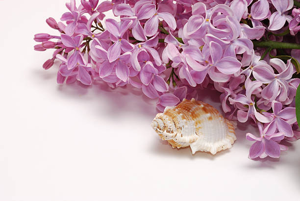 Lilac flower bunch and seashell isolated on white background with space for the text