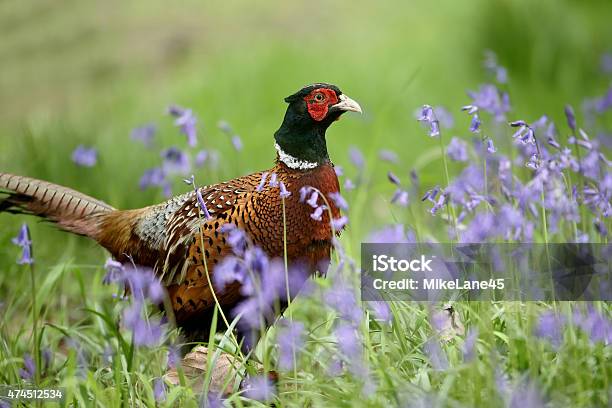 Common Pheasant Phasianus Colchicus Stock Photo - Download Image Now - 2015, Agricultural Field, Animal