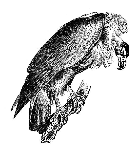 ilustrações de stock, clip art, desenhos animados e ícones de antiguidade ilustração de grifo comum (gyps fulvus) - griffon vulture