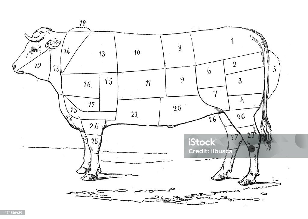 Antique illustration of cattle beef meat section Cow stock illustration