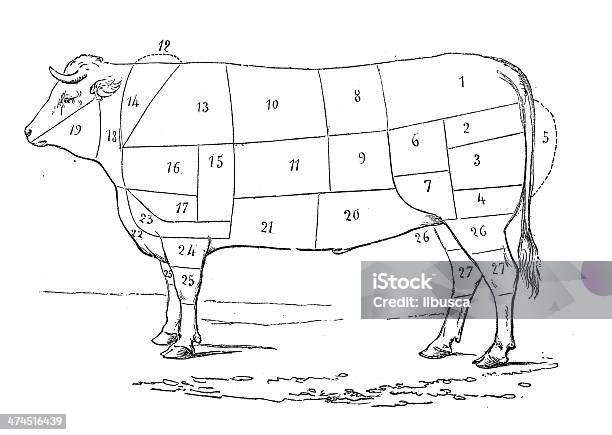 Antique Illustration Of Cattle Beef Meat Section Stock Illustration - Download Image Now - Cow, Vehicle Part, Meat