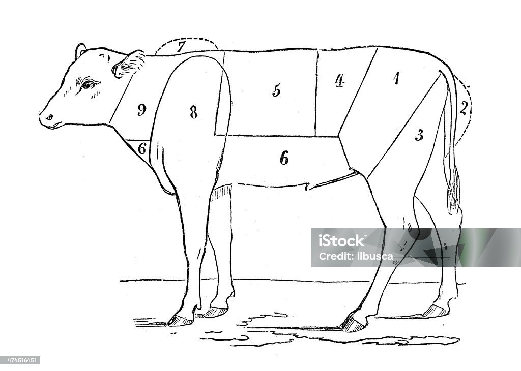 アンティー��クイラストの子牛の牛部分肉 - 19世紀風のロイヤリティフリーストックイラストレーション