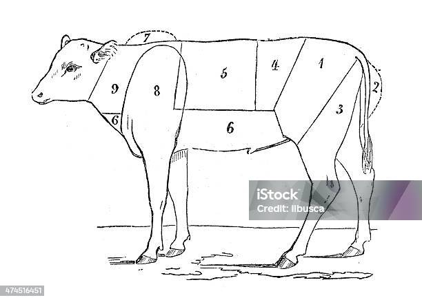 アンティークイラストの子牛の牛部分肉 - 19世紀風のベクターアート素材や画像を多数ご用意 - 19世紀風, イラストレーション, ウシ