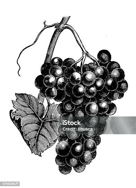 Ilustración de Anticuario Ilustración De Uvas y más Vectores Libres de Derechos de Uva