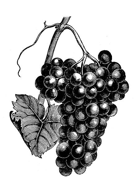 illustrazioni stock, clip art, cartoni animati e icone di tendenza di antica illustrazione di uve (chasselas frankenthal) - red grape