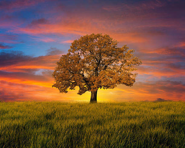 albero autunno - lone tree foto e immagini stock