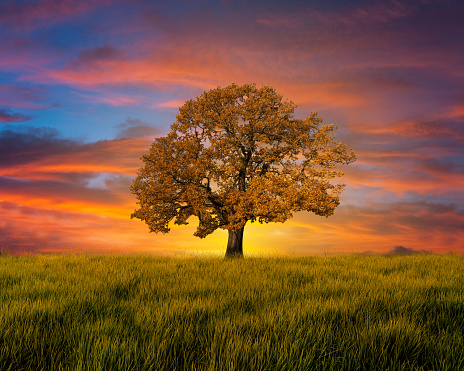 Alone tree in the field with nice sky