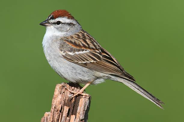 istock Sparrow on a perch with a colorful background 474517358
