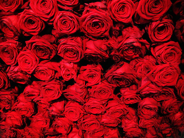 istock Beautiful Roses Flowers 474517782