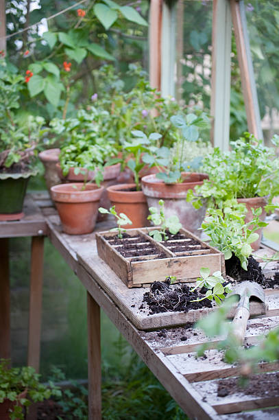 Potting Crate In Greenhouse