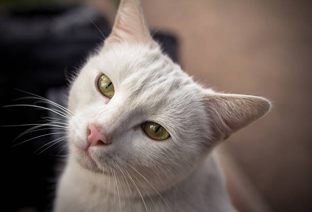 White Cat stock photo