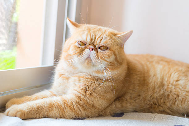 Brown Exotic shorthair cat Brown Exotic shorthair cat. shorthair cat stock pictures, royalty-free photos & images